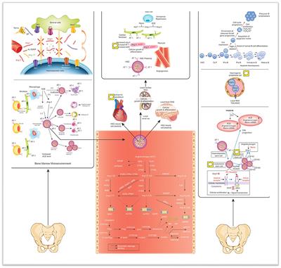 Pathobiological Interactions of Local Bone Marrow Renin-Angiotensin System and Central Nervous System in Systemic Arterial Hypertension